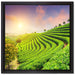 Japanische Treppenfelder auf Leinwandbild Quadratisch gerahmt Größe 40x40