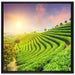 Japanische Treppenfelder auf Leinwandbild Quadratisch gerahmt Größe 70x70