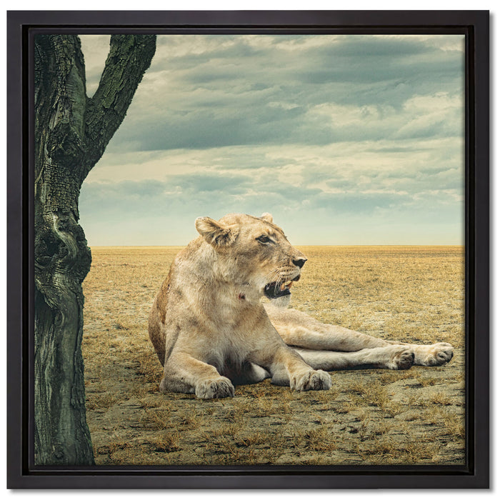 Löwin Ruhe Savanne auf Leinwandbild Quadratisch gerahmt Größe 40x40