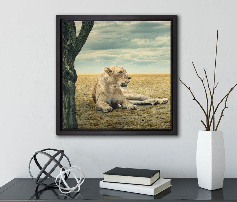 Löwin Ruhe Savanne  auf Leinwandbild Quadratisch gerahmt mit Kirschblüten