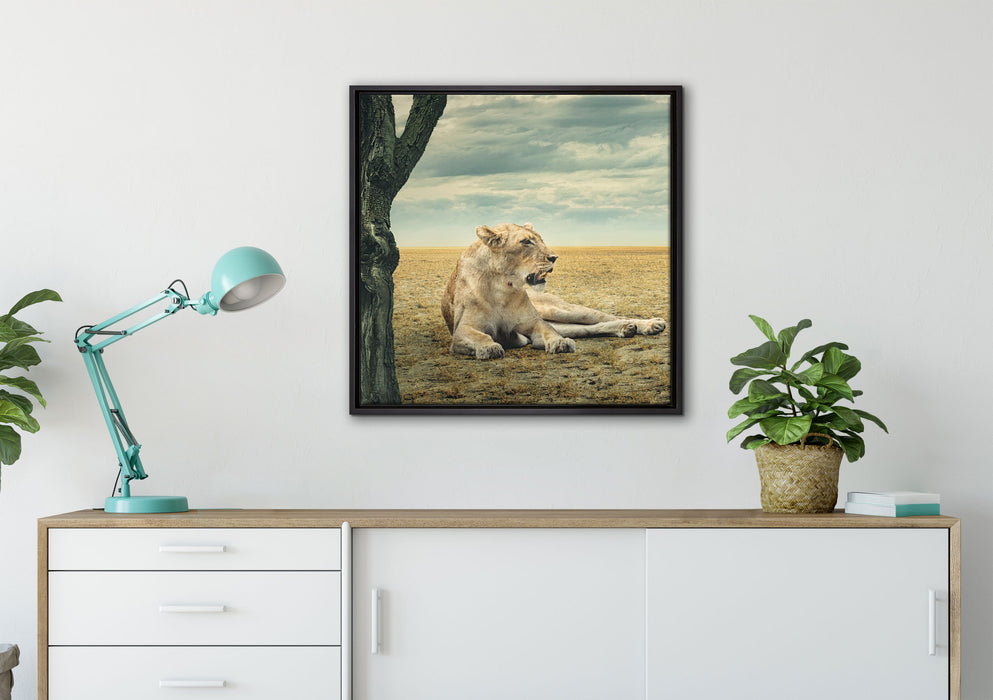 Löwin Ruhe Savanne auf Leinwandbild gerahmt Quadratisch verschiedene Größen im Wohnzimmer