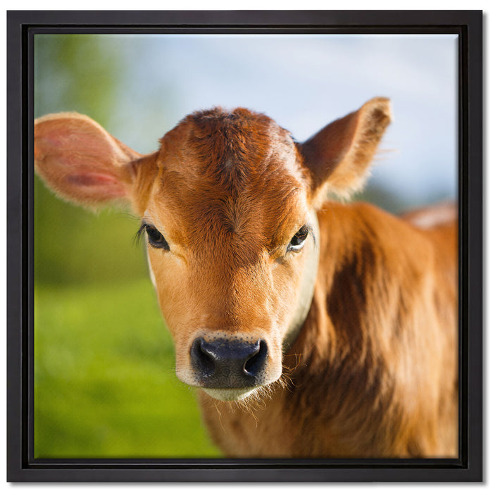 Junge Kuh Kälbchen auf Leinwandbild Quadratisch gerahmt Größe 40x40