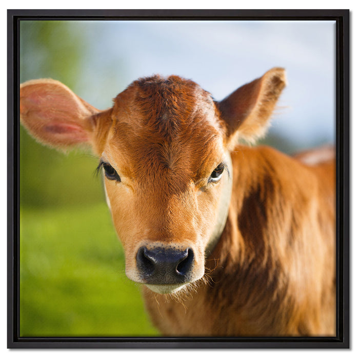Junge Kuh Kälbchen auf Leinwandbild Quadratisch gerahmt Größe 60x60