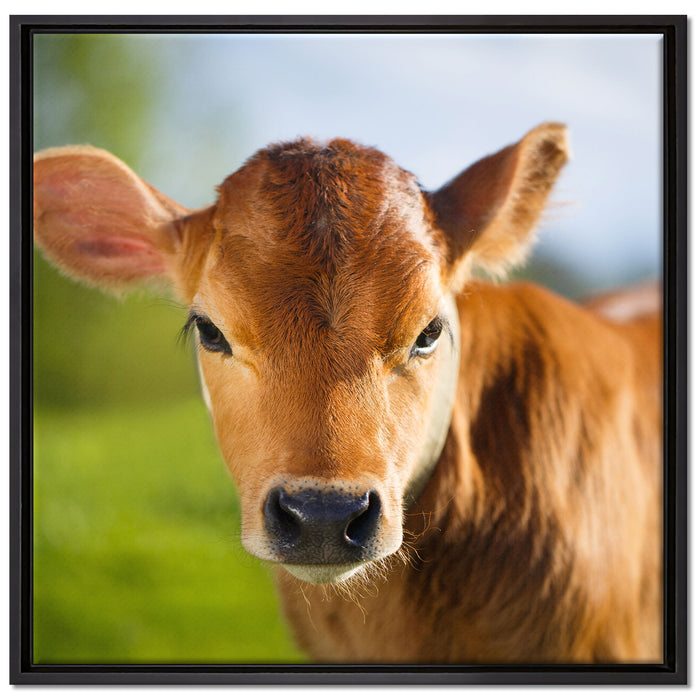 Junge Kuh Kälbchen auf Leinwandbild Quadratisch gerahmt Größe 70x70