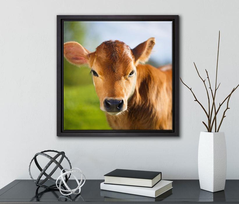 Junge Kuh Kälbchen  auf Leinwandbild Quadratisch gerahmt mit Kirschblüten