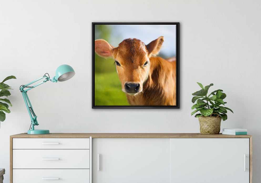 Junge Kuh Kälbchen auf Leinwandbild gerahmt Quadratisch verschiedene Größen im Wohnzimmer