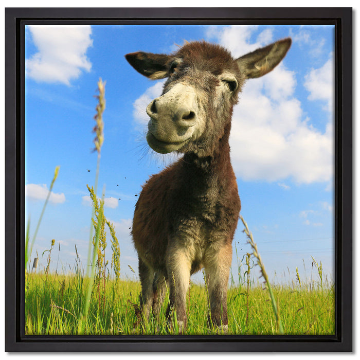 Esel in einem Feld auf Leinwandbild Quadratisch gerahmt Größe 40x40