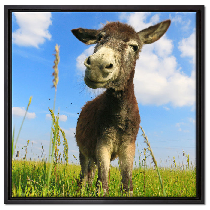 Esel in einem Feld auf Leinwandbild Quadratisch gerahmt Größe 60x60
