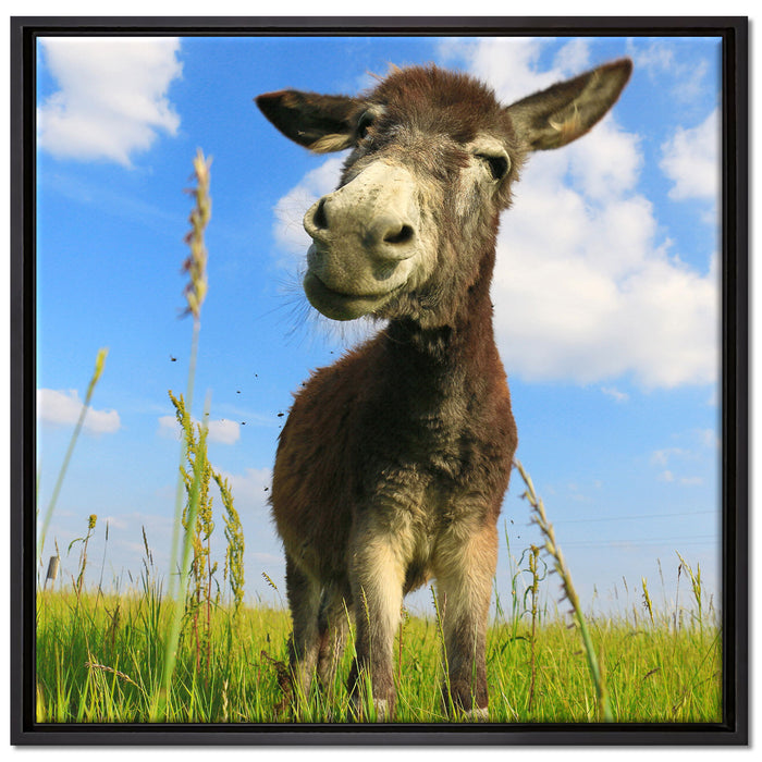 Esel in einem Feld auf Leinwandbild Quadratisch gerahmt Größe 70x70
