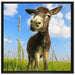 Esel in einem Feld auf Leinwandbild Quadratisch gerahmt Größe 70x70