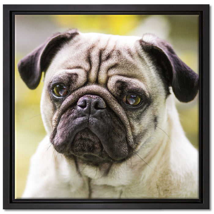 Mopsporträt auf Leinwandbild Quadratisch gerahmt Größe 40x40