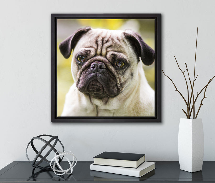 Mopsporträt  auf Leinwandbild Quadratisch gerahmt mit Kirschblüten