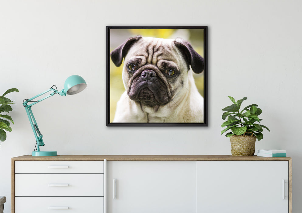 Mopsporträt auf Leinwandbild gerahmt Quadratisch verschiedene Größen im Wohnzimmer