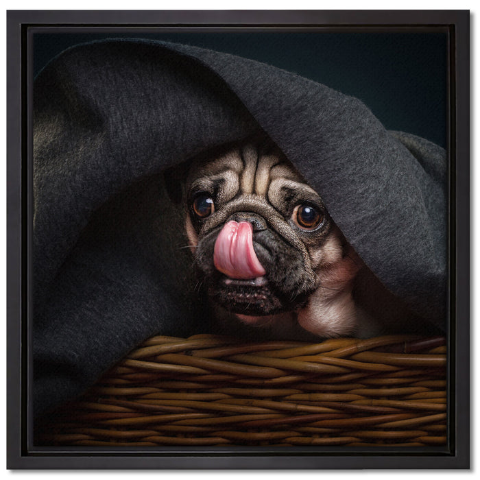 Süßer Mops unter der Decke auf Leinwandbild Quadratisch gerahmt Größe 40x40