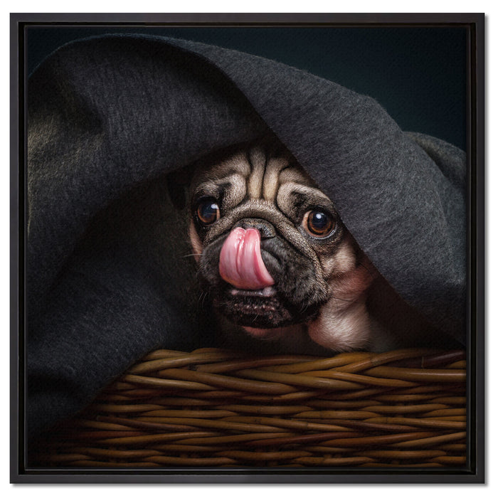 Süßer Mops unter der Decke auf Leinwandbild Quadratisch gerahmt Größe 60x60
