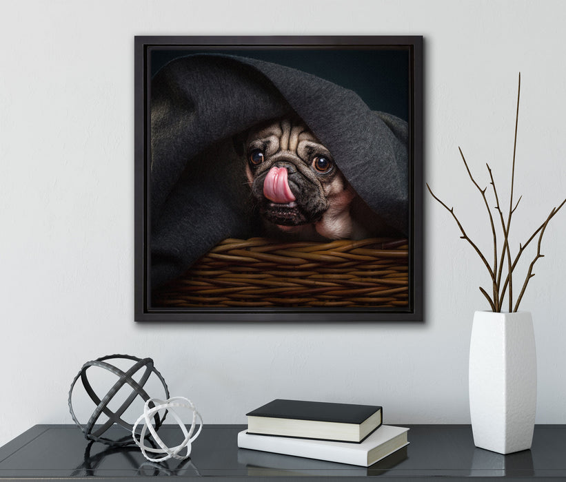Süßer Mops unter der Decke  auf Leinwandbild Quadratisch gerahmt mit Kirschblüten