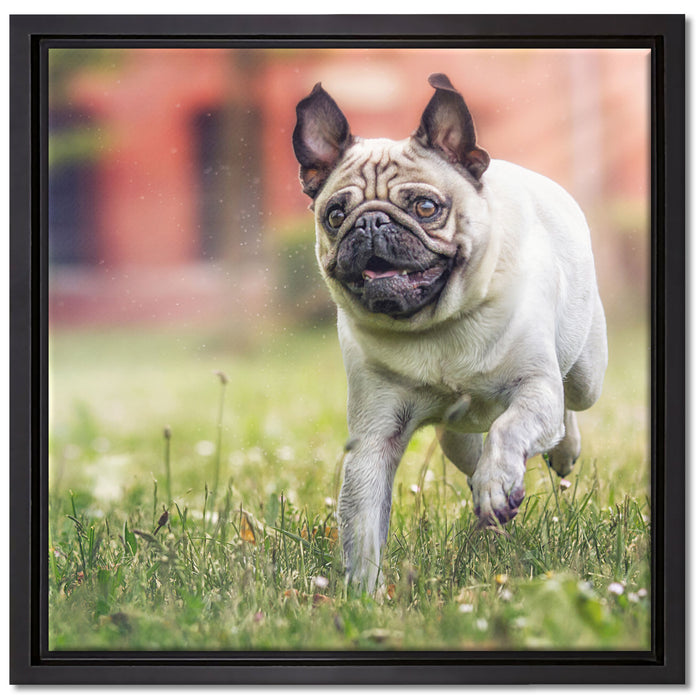 Rennender Mops auf Leinwandbild Quadratisch gerahmt Größe 40x40