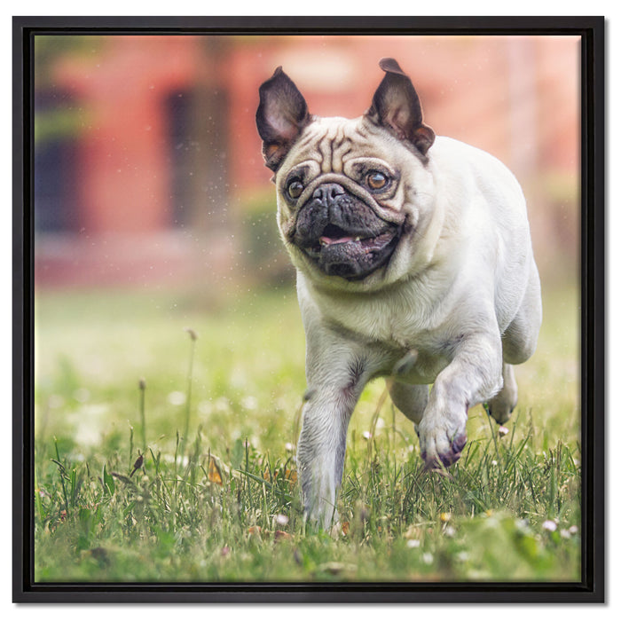 Rennender Mops auf Leinwandbild Quadratisch gerahmt Größe 60x60