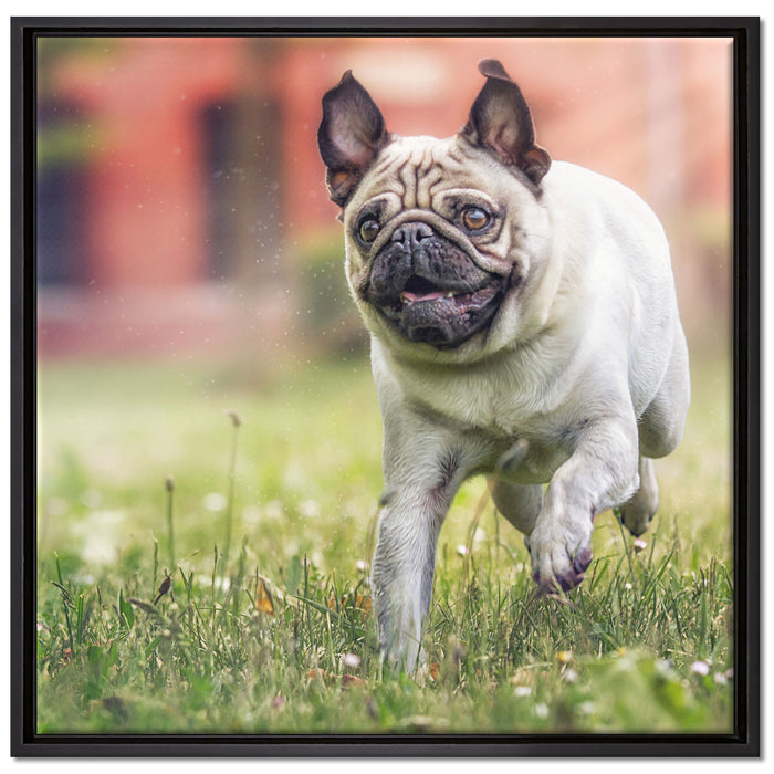 Rennender Mops auf Leinwandbild Quadratisch gerahmt Größe 70x70