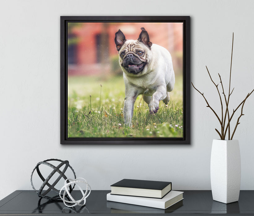Rennender Mops  auf Leinwandbild Quadratisch gerahmt mit Kirschblüten