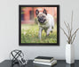 Rennender Mops  auf Leinwandbild Quadratisch gerahmt mit Kirschblüten