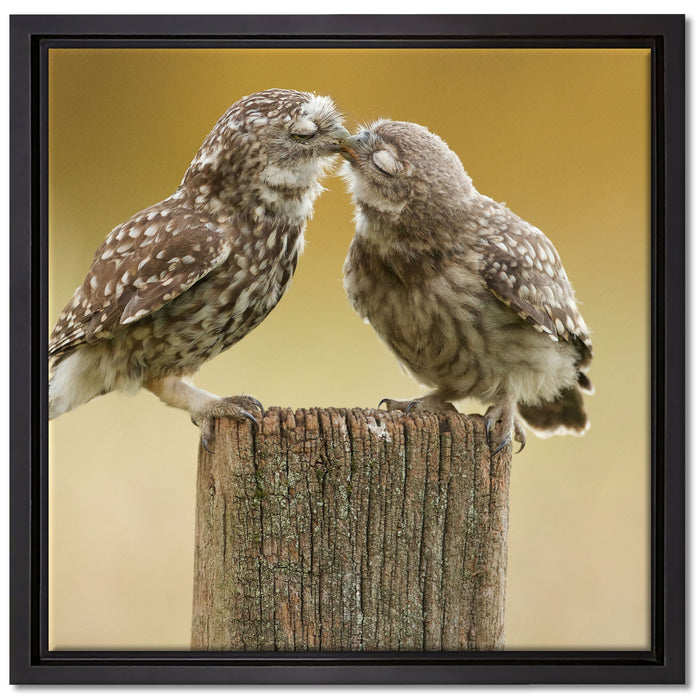 Küssende Eulen auf Leinwandbild Quadratisch gerahmt Größe 40x40