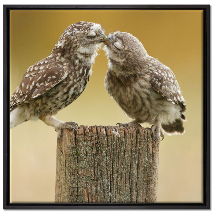 Küssende Eulen auf Leinwandbild Quadratisch gerahmt Größe 70x70