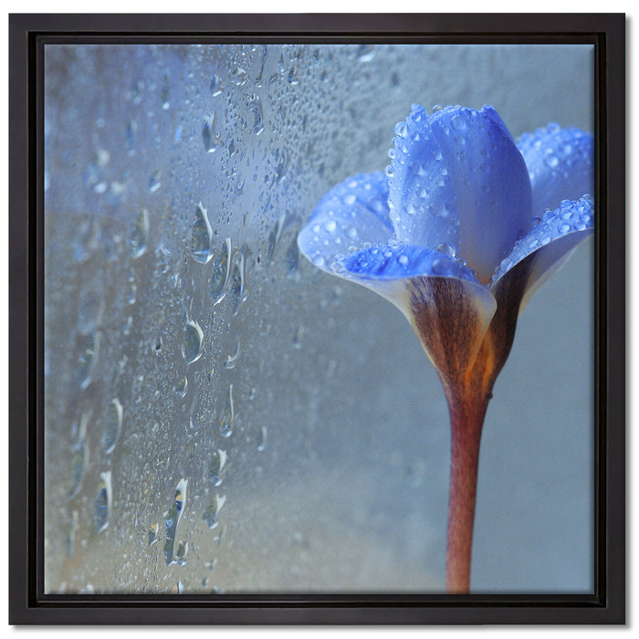 Frühlingsblume mit Tau auf Leinwandbild Quadratisch gerahmt Größe 40x40