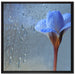 Frühlingsblume mit Tau auf Leinwandbild Quadratisch gerahmt Größe 70x70