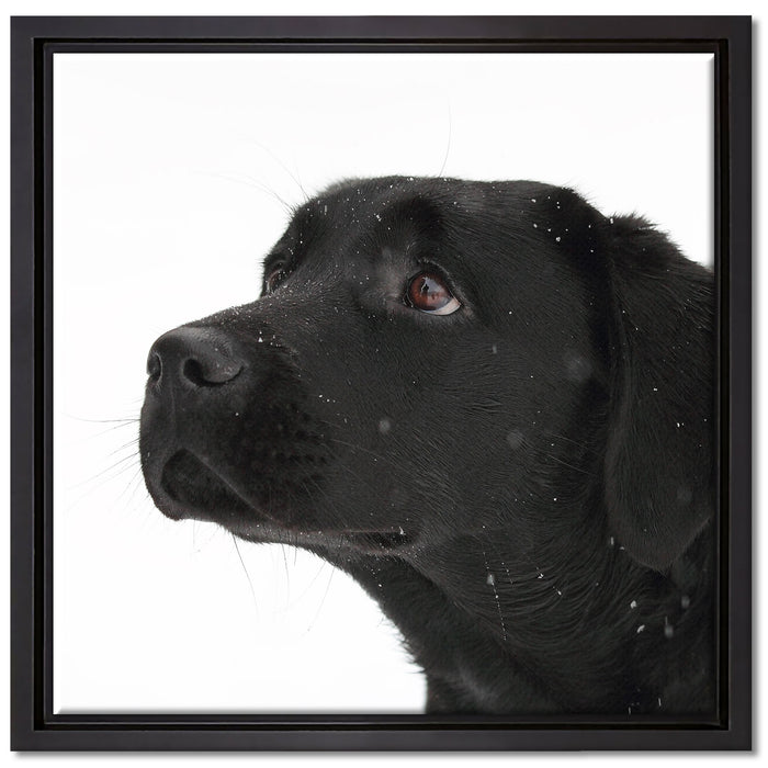 Schwarzer Labrador im Schnee auf Leinwandbild Quadratisch gerahmt Größe 40x40