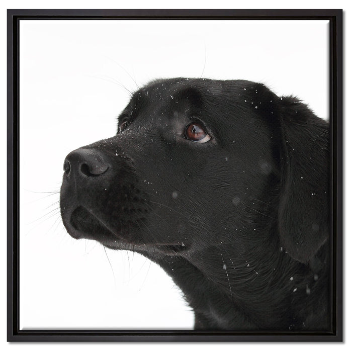 Schwarzer Labrador im Schnee auf Leinwandbild Quadratisch gerahmt Größe 60x60