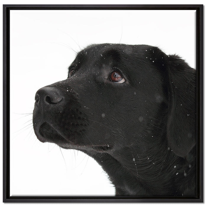 Schwarzer Labrador im Schnee auf Leinwandbild Quadratisch gerahmt Größe 70x70