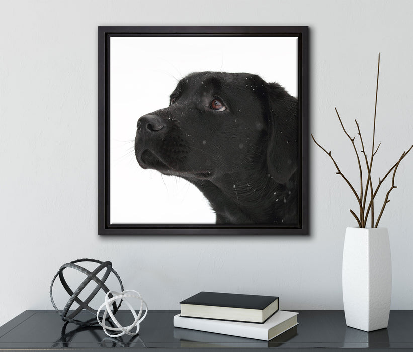 Schwarzer Labrador im Schnee  auf Leinwandbild Quadratisch gerahmt mit Kirschblüten