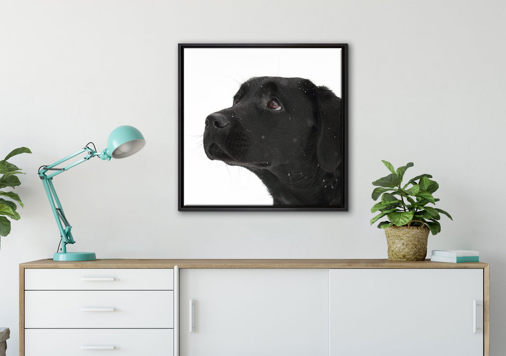 Schwarzer Labrador im Schnee auf Leinwandbild gerahmt Quadratisch verschiedene Größen im Wohnzimmer