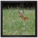 kleines Rehkitz auf Wiese auf Leinwandbild Quadratisch gerahmt Größe 40x40