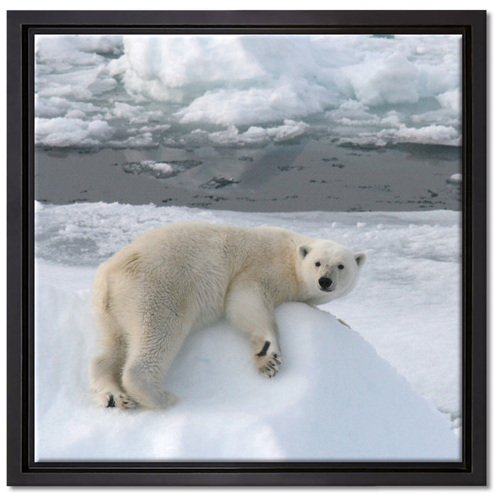 Eisbär auf Eisberg auf Leinwandbild Quadratisch gerahmt Größe 40x40