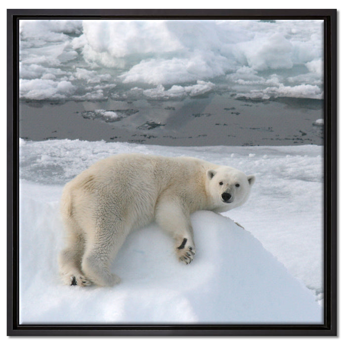 Eisbär auf Eisberg auf Leinwandbild Quadratisch gerahmt Größe 60x60