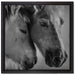 zwei liebevolle Pferde auf Leinwandbild Quadratisch gerahmt Größe 40x40