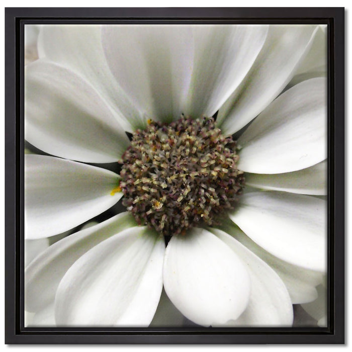 kleine weiße zarte Blüte auf Leinwandbild Quadratisch gerahmt Größe 40x40