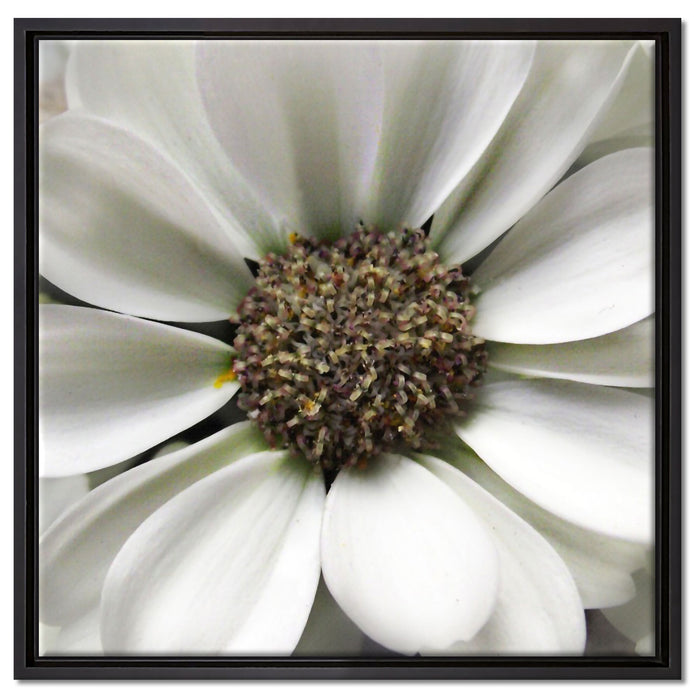 kleine weiße zarte Blüte auf Leinwandbild Quadratisch gerahmt Größe 60x60