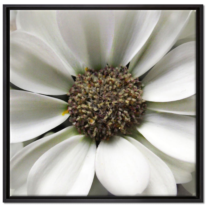 kleine weiße zarte Blüte auf Leinwandbild Quadratisch gerahmt Größe 70x70