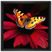 Schmetterling auf roter Blüte auf Leinwandbild Quadratisch gerahmt Größe 40x40