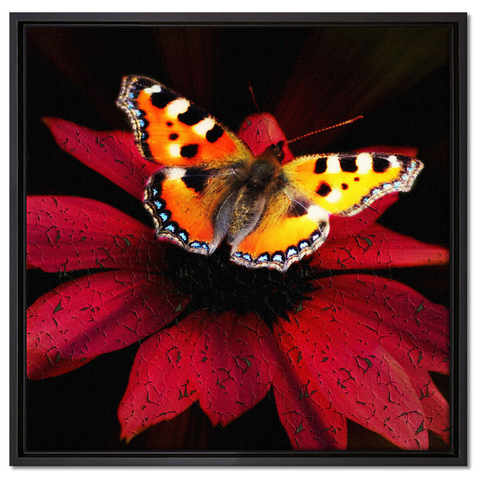 Schmetterling auf roter Blüte auf Leinwandbild Quadratisch gerahmt Größe 60x60