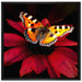 Schmetterling auf roter Blüte auf Leinwandbild Quadratisch gerahmt Größe 70x70