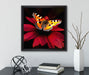 Schmetterling auf roter Blüte  auf Leinwandbild Quadratisch gerahmt mit Kirschblüten