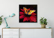 Schmetterling auf roter Blüte auf Leinwandbild gerahmt Quadratisch verschiedene Größen im Wohnzimmer
