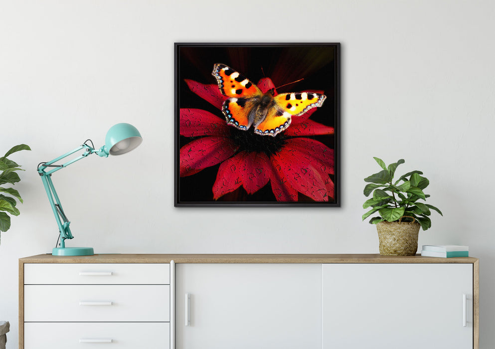 Schmetterling auf roter Blüte auf Leinwandbild gerahmt Quadratisch verschiedene Größen im Wohnzimmer