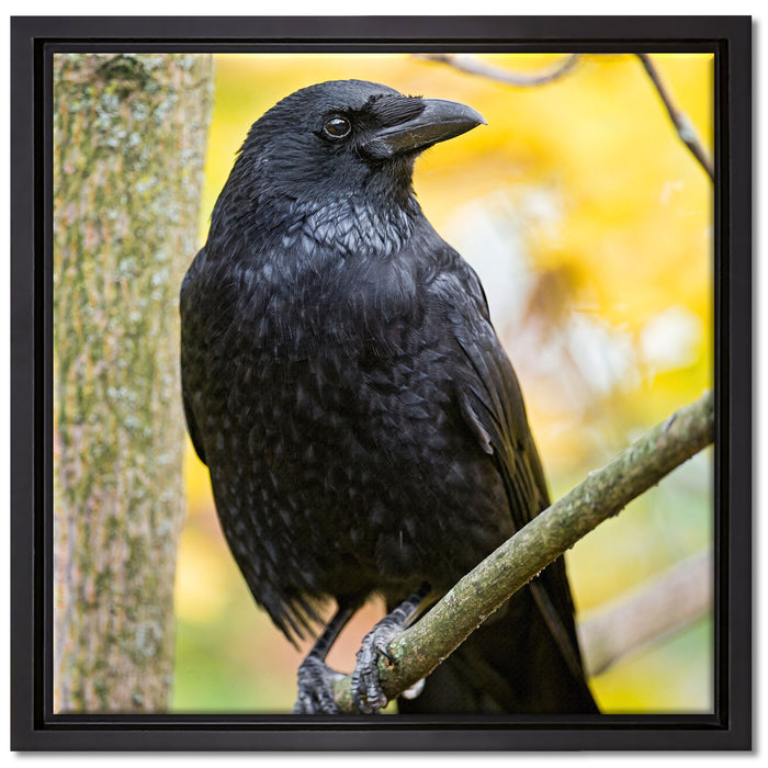 schwarzer Rabe auf Ast auf Leinwandbild Quadratisch gerahmt Größe 40x40