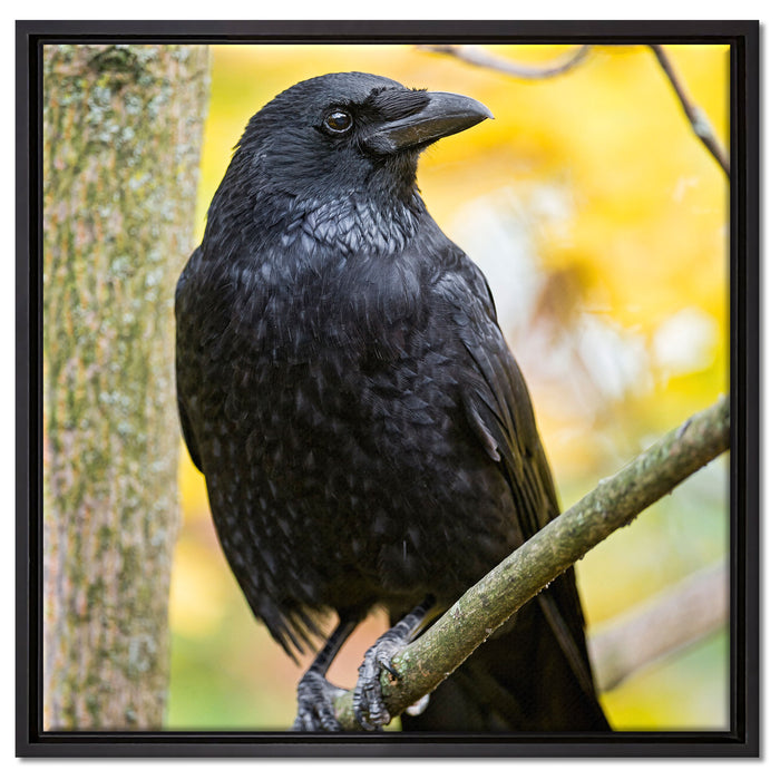 schwarzer Rabe auf Ast auf Leinwandbild Quadratisch gerahmt Größe 60x60