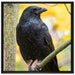schwarzer Rabe auf Ast auf Leinwandbild Quadratisch gerahmt Größe 70x70